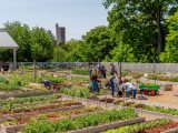 Students and families harvesting early vegetables