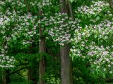 Tall tree trunks amongst bright green leaves, and small white flowers sprouting from the leaves.