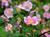 Closeup of pink and yellow roses and rose buds growing from green stems.