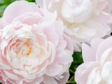 Close up of light pink peonies