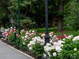 A mix of white, light pink, and red peonies along the path