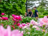 Light and dark pink peonies with visitors in the background taking pictures of them