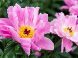 Close up of pink and yellow peonies