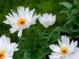 Close up of white and yellow peonies