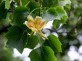 Closeup of light green tulip flower growing from a tree branch, surrounded by green leaves.