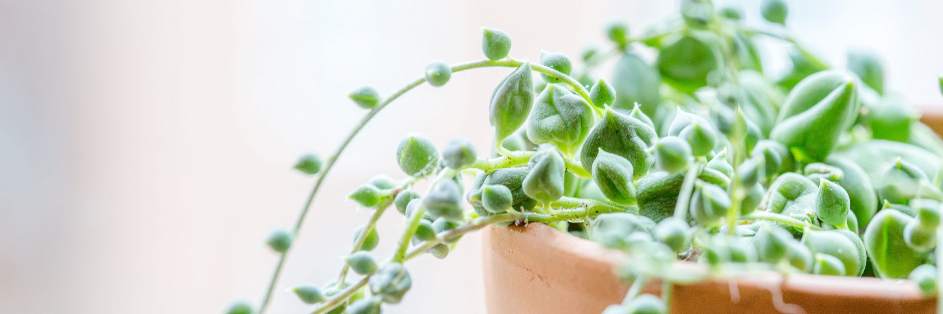 The Plant Doctor Is In New York Botanical Garden