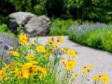 Yellow and purple flowers along a path; Butterfly resting on a yellow flower