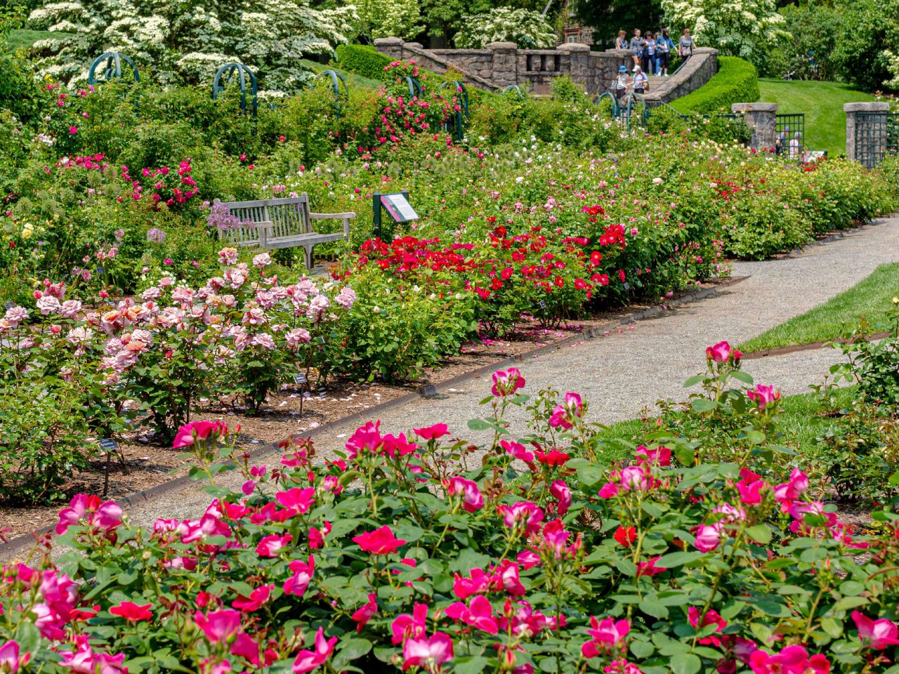 Rose Garden » New York Botanical Garden