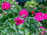 Close up of small magenta roses growing from bushes with dark green leaves.