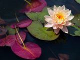 Pink lotus flower with several green and dark pink leaves