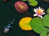 White and pink lotus with multi-colored leaves around it and a black and white spotted fish