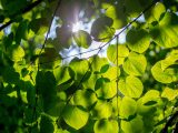 Light green tree leaves with a view of blue skies and sunlight peeking through.