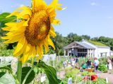 Close up of large sunflower with students and staff in the background