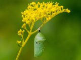 Closeup of insect enveloped inside of a bright green cocoon hanging from a small, yellow flowering plant.