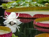 White lotus flower with large lily pads surrounding it
