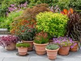Eight plants in brown pots of various colors on a grey cement path with green bushes in the background.