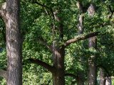 Several tall, dark brown tree trunks and dark green leaves.