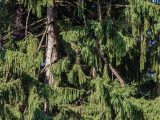 Tall brown pine tree trunk and long, extending tree branches with green pine leaves showing.