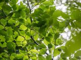 Looking up at green leaves with the sun shining through them