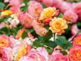 Close up of roses that have shades of pink, orange and yellow in them all growing from dark green stems.