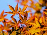 Close up of red orange maple leaves