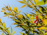 2 red leaves in the mix of green leaves