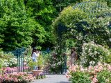 Two people taking photos amongst fully bloomed rose bushes with shades of pink of white, green trees, and a vine-covered gazebo.