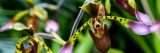 Close up of an green and brown orchid with brown spots and pink ends