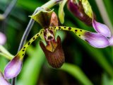 Close up of green and brown spotted orchid with purple at the end