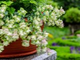 Potted plant sitting atop a marble wall with light green and pink blooms, and green bushes in the distance.