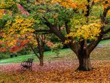 Tree with green, yellow, and red leaves shadowing a bench; fallen leaves cover the ground