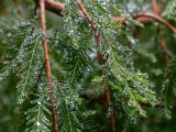 Close up of pines covered in ice