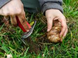 Close up of hands planting a bulb with gardening tools