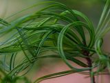 Close up of bright green pines that are curly