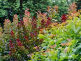 Red and green leaves