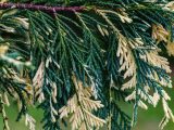 A mixture of pale yellow and green pines