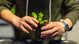 Two hands holding a small square pot of soil with a little plant inside