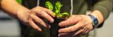 A person holding a baby basil plant