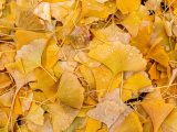 Cluster of yellow leaves with little droplets of water on them after a rain shower.