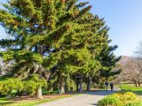 Two guests walking down long pathway surrounded by bare trees in the distance, tall green trees, small green bushes and green grass.