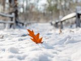 An orange leaf sticking up from the snow on the ground