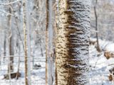 Snow on the side of a birch tree