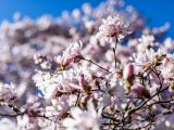 Closeup of light pink magnolia flowers sprouting from small dark brown stems with blue skies in the distance.