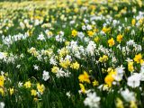 A sea of yellow daffodils and white flowers