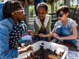 Children studying leaves in water