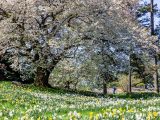 A sea of yellow daffodils and white flowers and a large fully bloomed tree with white and pink flowers