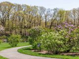 Several trees and bushes with purple and pink flowers along a winding path