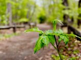 Close up of green leaves and green flower coming out towards the forest path