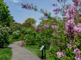 Path surrounded by bright green bushes and trees and pink and purple flowers