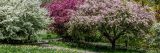 A mix of white, light pink, and dark pink crabapples